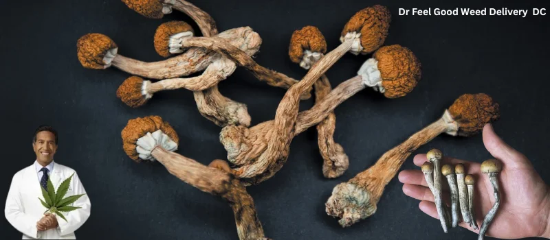 Mushroom Deal