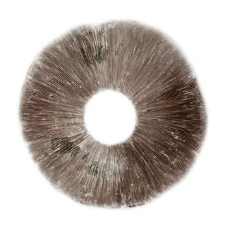 SPORE PRINT PSILOCYBE CUBENSIS B+
