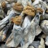 MAGIC MUSHROOMS